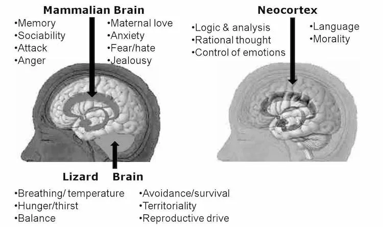 https://bcwpmktg.wpengine.com/wp-content/uploads/2016/07/Brain-evolution.jpg