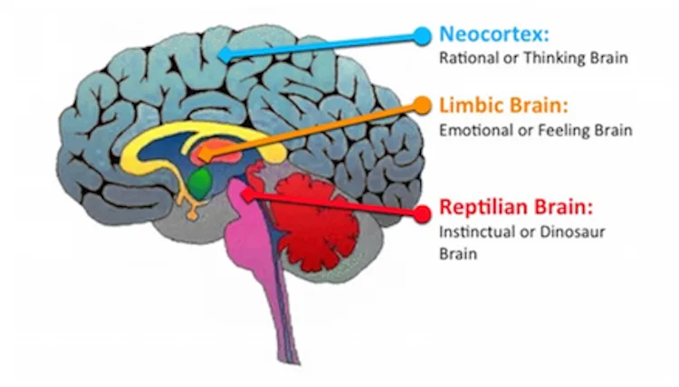 https://bcwpmktg.wpengine.com/wp-content/uploads/2016/07/neocortex-and-limbic-system.png